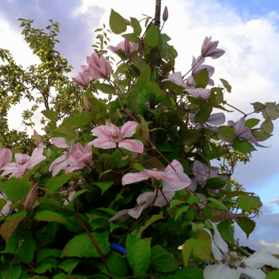 Клематис Ян Павел Клематис Ян Павел фото