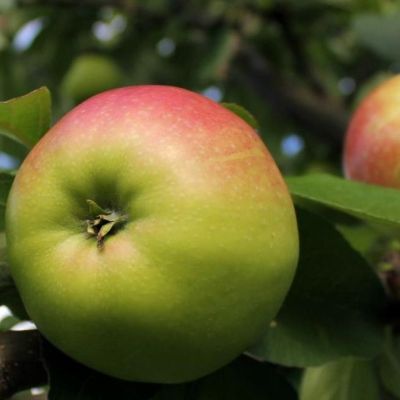 Яблоня Соколовское/Зимняя Яблоня Соколовское/Зимняя фото