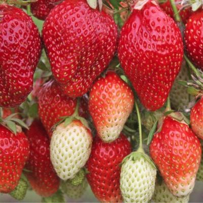 Комплект саженцев клубники Вима Рина Комплект саженцев клубники Вима Рина - Dolina-Sad.Ru