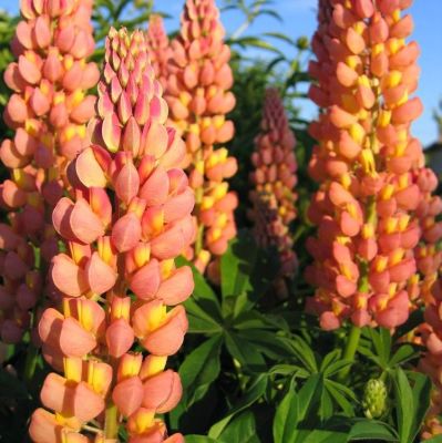 Люпин Априкот Еллоу Люпин Априкот Еллоу фото