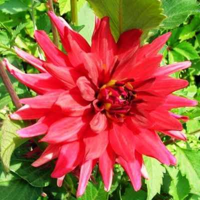 Георгина Ред пигми Георгина Ред пигми фото