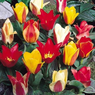 Тюльпаны Микс Грейга Тюльпаны Микс Грейга фото