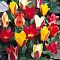 Тюльпаны Микс Грейга Тюльпаны Микс Грейга фото