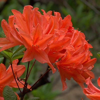 Рододендрон Японский Оранжевый - Dolina-Sad.Ru