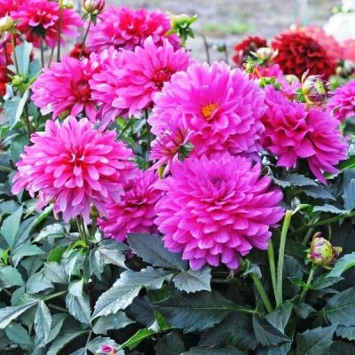 Георгина Клодетт Георгина Клодетт фото