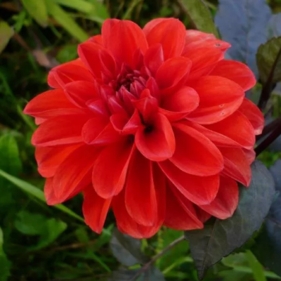 Георгина Эллен Хьюстон Георгина Эллен Хьюстон фото