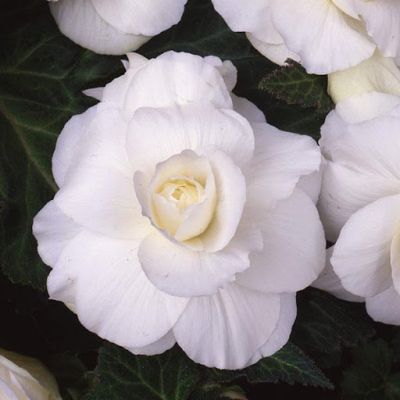 Бегония Бутон Розы фото