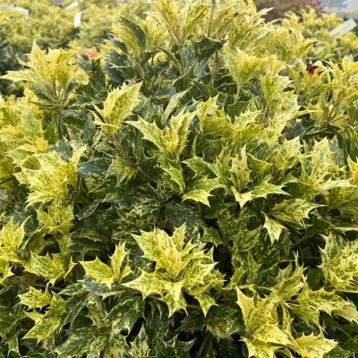 Османтус разнолистный Гошики - Dolina-Sad.Ru