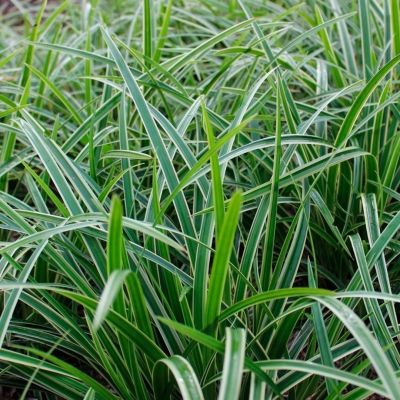 Осока Моррова Айс Денс Осока Моррова Айс Денс - Dolina-Sad.Ru