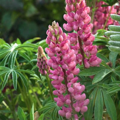 Люпин Пинк - Dolina-Sad.Ru