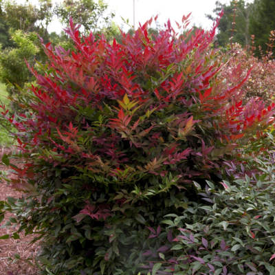 Нандина домашняя Флирт Мурасаки Нандина домашняя Флирт Мурасаки фото