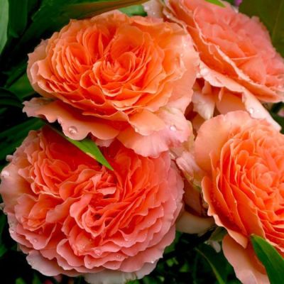 Роза Бельведер Роза Бельведер - Dolina-Sad.Ru