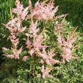 Астильба Спотлайт Астильба Спотлайт - Dolina-Sad.Ru