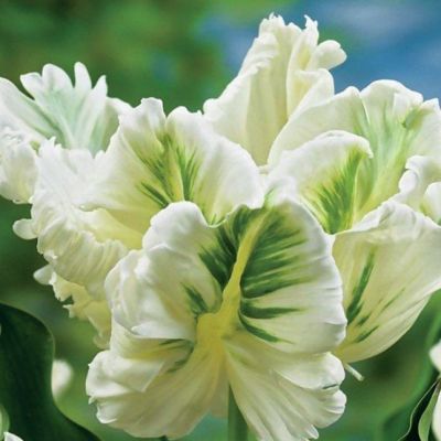 Тюльпан Супер Пэррот Тюльпан Супер Пэррот фото