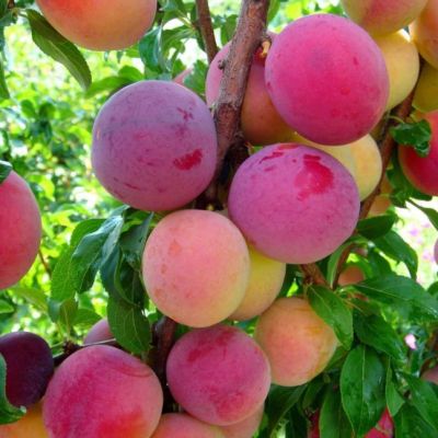 Слива Путешественница Слива Путешественница фото