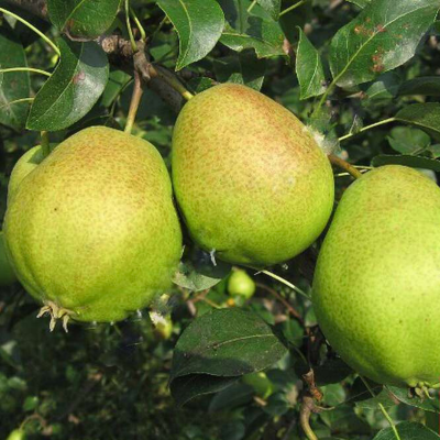 Груша Светлянка - Dolina-Sad.Ru