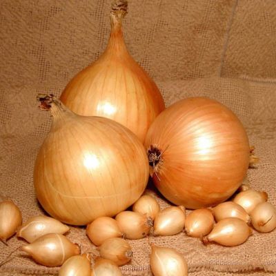 Лук-севок Сеттон F1 Лук-севок Сеттон F1 фото