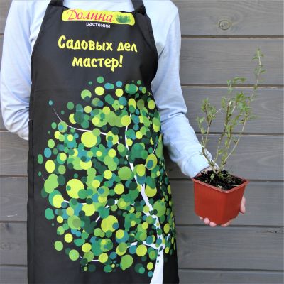 Дереза обыкновенная Дереза обыкновенная фото