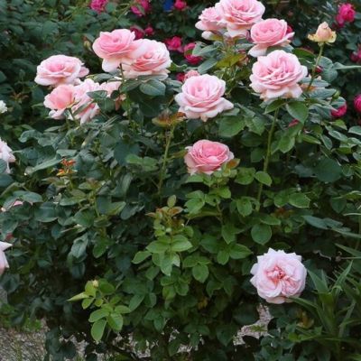 Роза Афродита 1 Роза Афродита 1 - Dolina-Sad.Ru