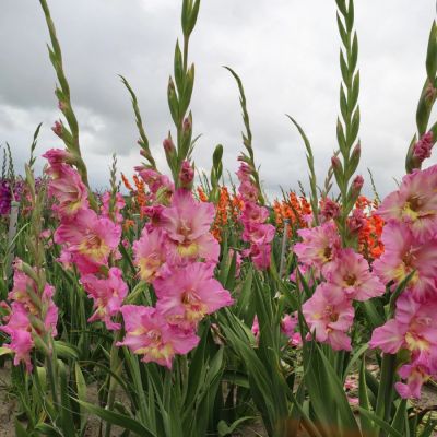 Гладиолус Хэппи Диско Гладиолус Хэппи Диско - Dolina-Sad.Ru