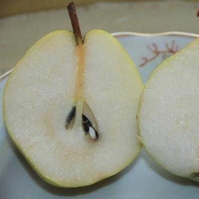 Груша Рыжик Груша Рыжик - Dolina-Sad.Ru