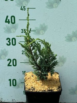 Можжевельник чешуйчатый Блю Компакт, С3 - Dolina-Sad.Ru