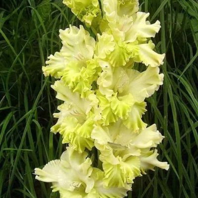 Гладиолус Тула - Dolina-Sad.Ru