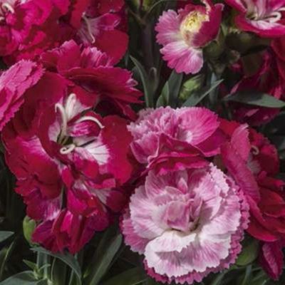 Гвоздика Свит Плеже Роуз Биколор - Dolina-Sad.Ru