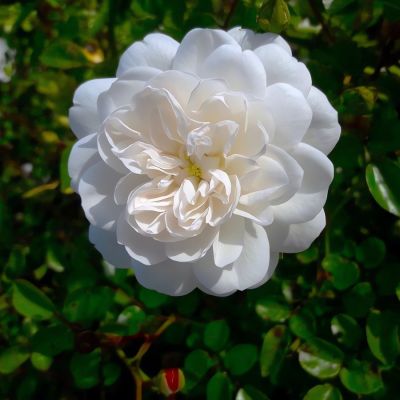 Роза Фис Клайм Роза Фис Клайм - Dolina-Sad.Ru