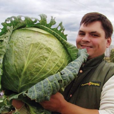 Капуста Белокочанная Русский размер Капуста Белокочанная Русский размер фото