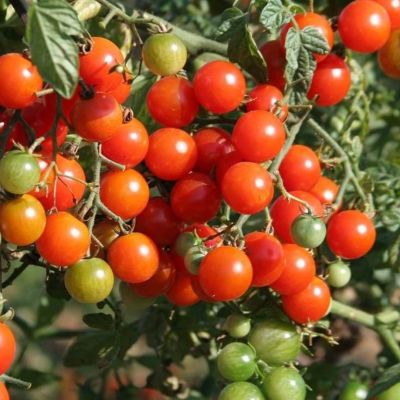 Томат Помисолька, черри автор. Томат Помисолька, черри автор. - Dolina-Sad.Ru