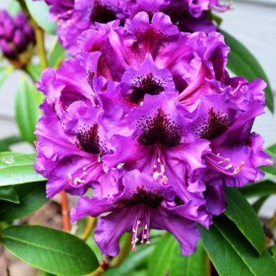 Рододендрон Пурпл Сплендор Рододендрон Пурпл Сплендор фото