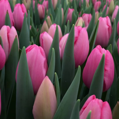 Тюльпан Сисси Тюльпан Сисси - Dolina-Sad.Ru