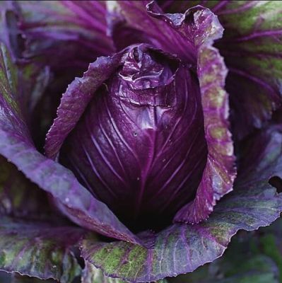 Капуста краснокочанная Красное сердце (А) Капуста краснокочанная Красное сердце (А) фото