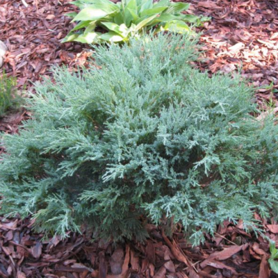 Можжевельник чешуйчатый Блю Компакт, С3 - Dolina-Sad.Ru