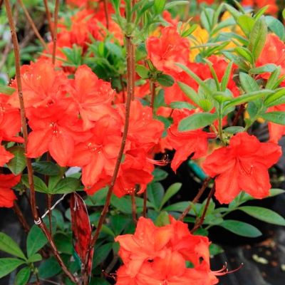 Рододендрон Фейерверк Рододендрон Фейерверк - Dolina-Sad.Ru