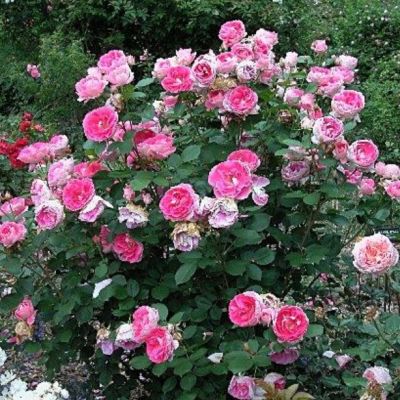 Роза Мистер Вандер Роза Мистер Вандер - Dolina-Sad.Ru