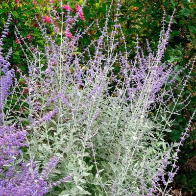 Перовския лебедолистная Силвери Блю Перовския лебедолистная Силвери Блю - Dolina-Sad.Ru