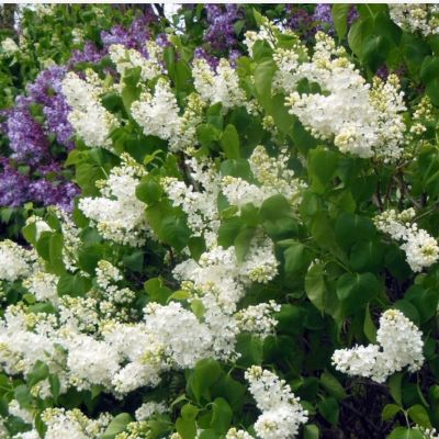 Сирень Лебедушка Сирень Лебедушка - Dolina-Sad.Ru