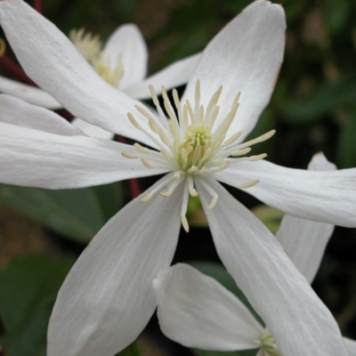 Клематис Арманда Сноудрифт Клематис Арманда Сноудрифт фото