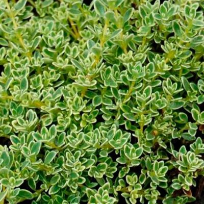 Тимьян ранний Хайленд Крим , x Тимьян ранний Хайленд Крим , x фото