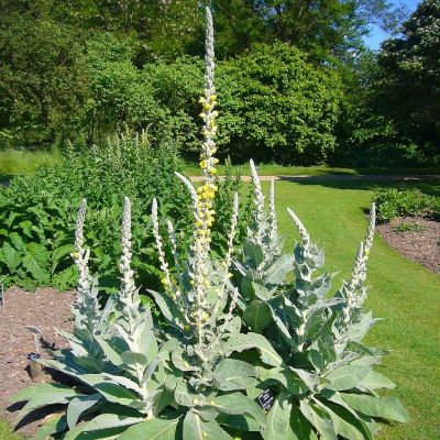 Коровяк Денисфлорум Коровяк Денисфлорум - Dolina-Sad.Ru