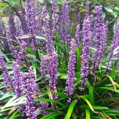 Лириопе мускари Пурпл Пассион Лириопе мускари Пурпл Пассион - Dolina-Sad.Ru