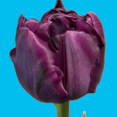 Тюльпан Сайгон Дубль - Dolina-Sad.Ru