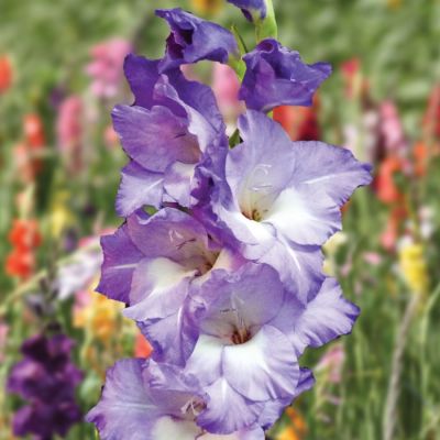 Гладиолус Нори - Dolina-Sad.Ru