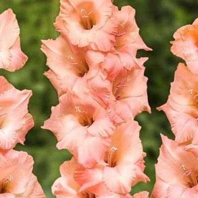 Гладиолус Алонсо Гладиолус Алонсо - Dolina-Sad.Ru