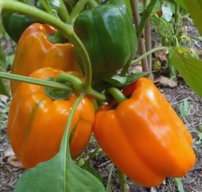 Перец Оранжевое чудо Перец Оранжевое чудо фото