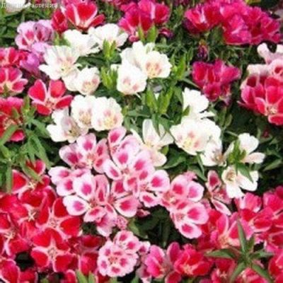 Годеция Клумбовая, смесь Годеция Клумбовая, смесь фото