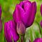 Тюльпан Пурпл Букет Тюльпан Пурпл Букет фото