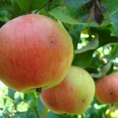 Яблоня Соколовское/Зимняя Яблоня Соколовское/Зимняя фото